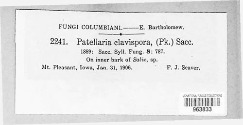 Hysteropatella clavispora image